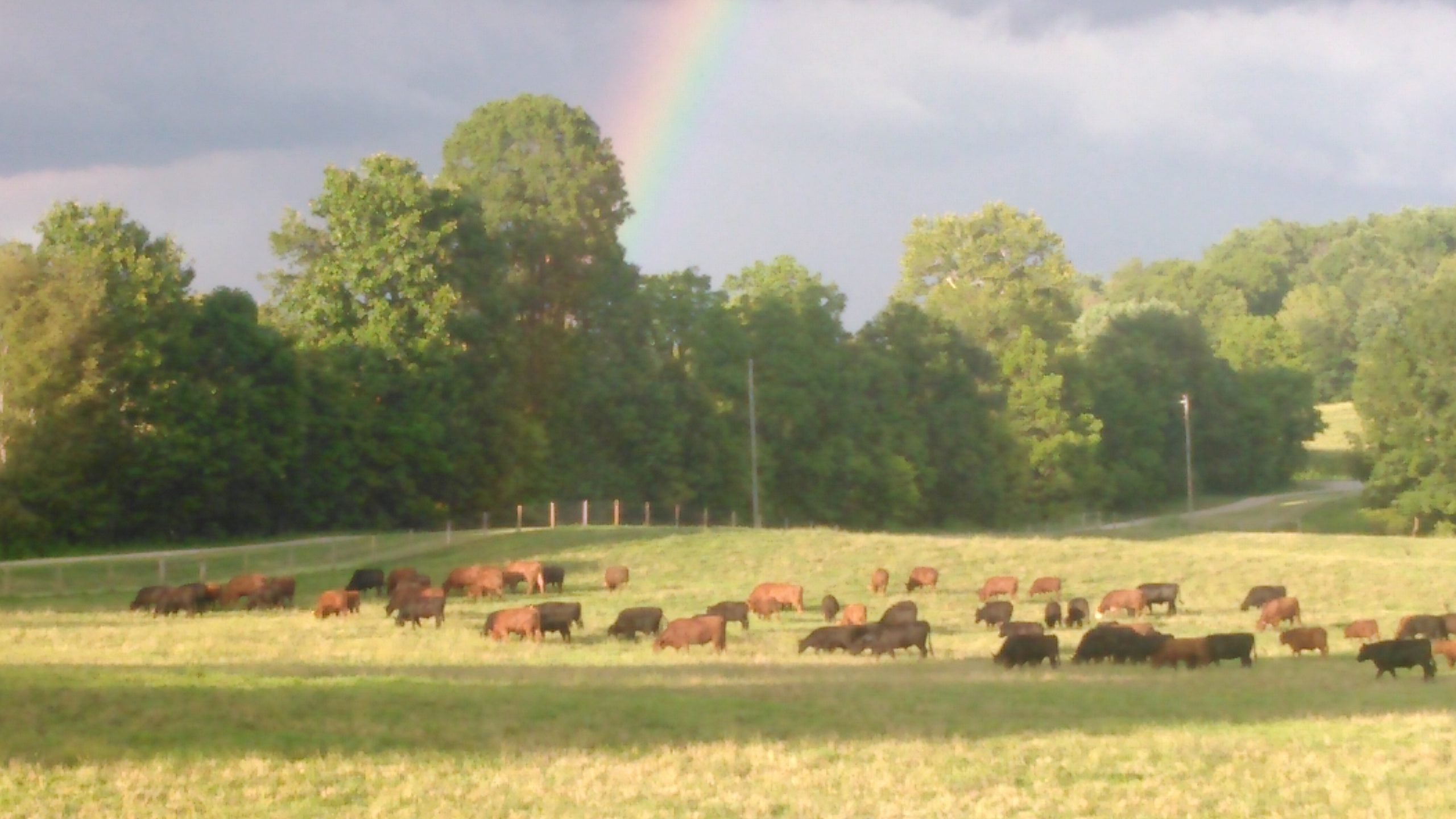Denny's herd at the end of a rainbow.