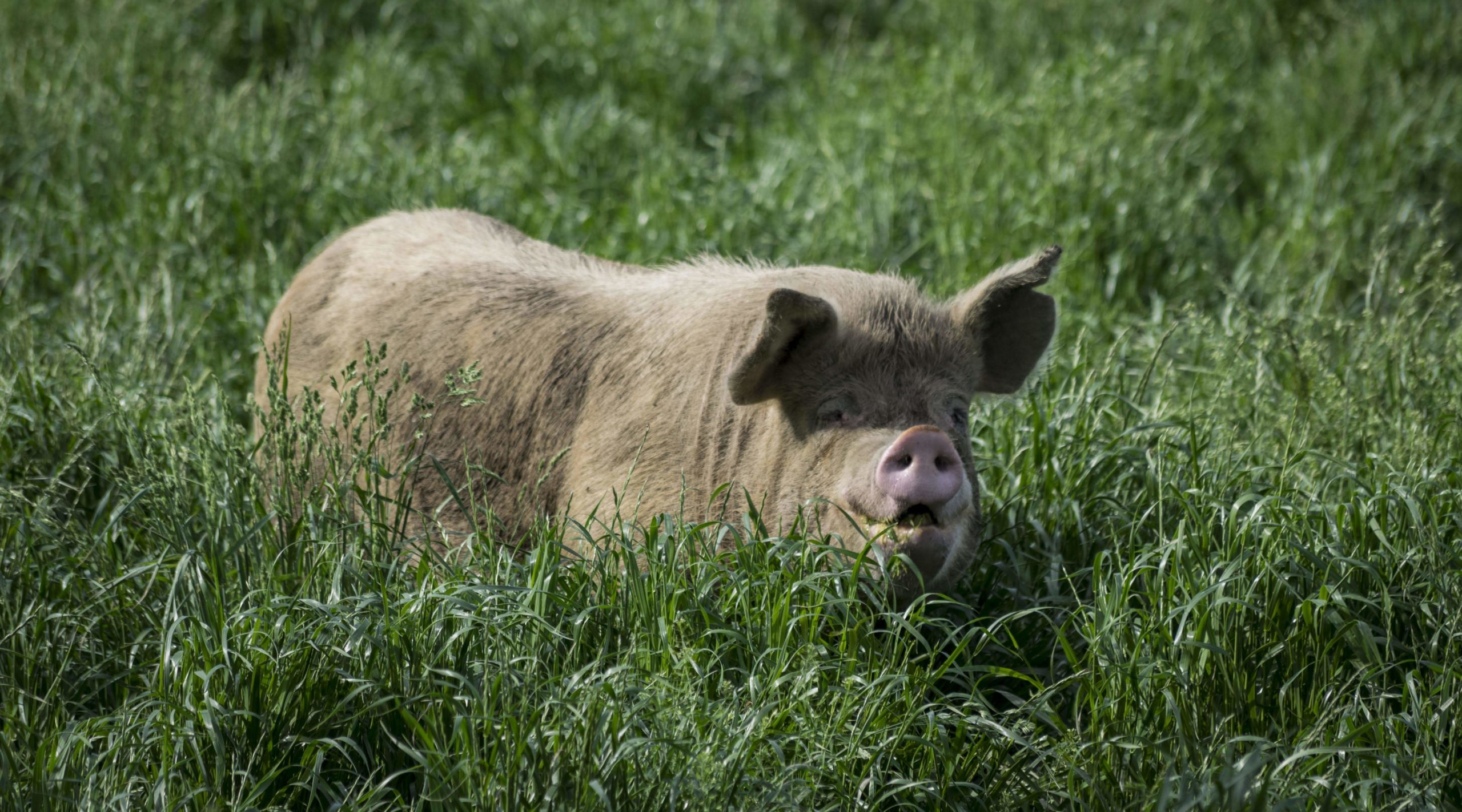 A Hunt hog wading through the pasture.