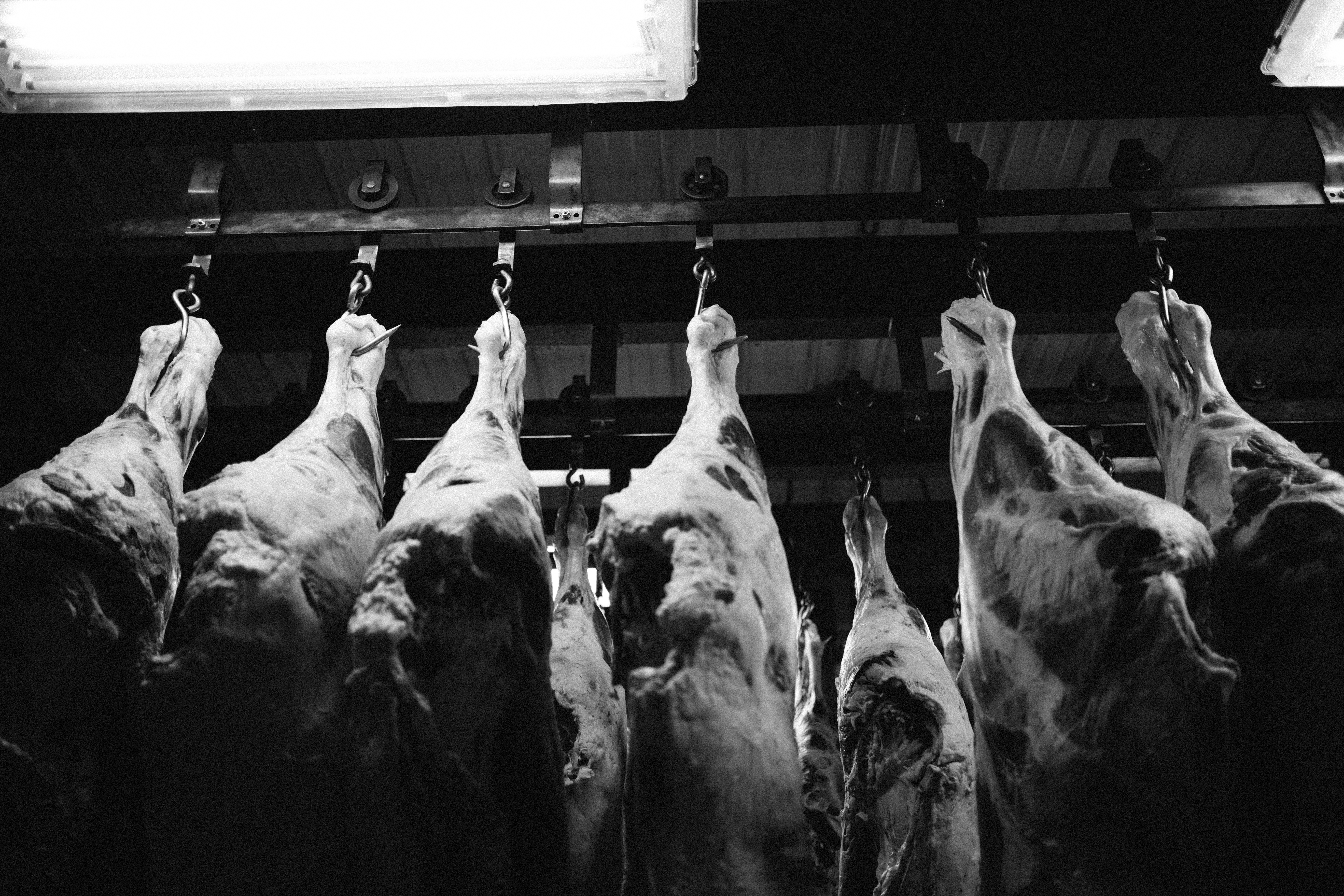 Local Meat Provider - Home - This Old Farm