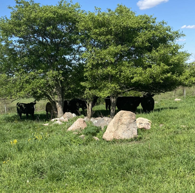 Boulder Hill beef catching some shade under a tree.